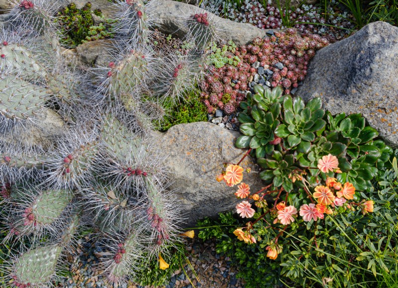 Coastal Crevice Garden Oasis: Cacti, Succulents & More in Comox, BC