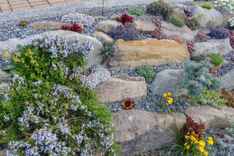 Coastal Crevice Garden Oasis: Cacti, Succulents & More in Comox, BC