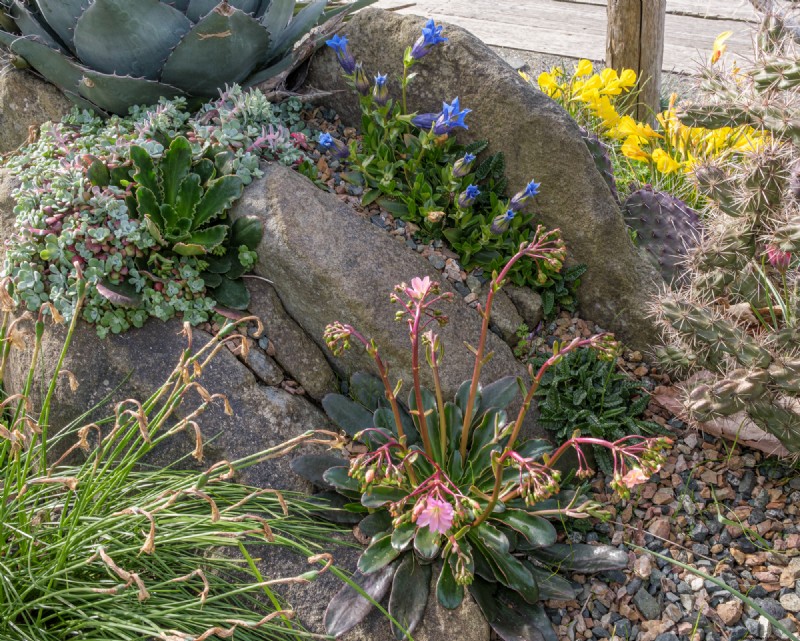 Coastal Crevice Garden Oasis: Cacti, Succulents & More in Comox, BC