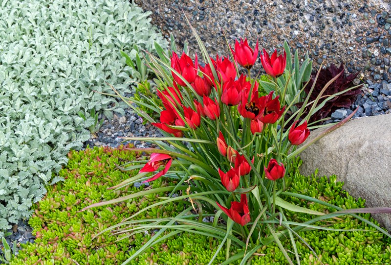Coastal Crevice Garden Oasis: Cacti, Succulents & More in Comox, BC