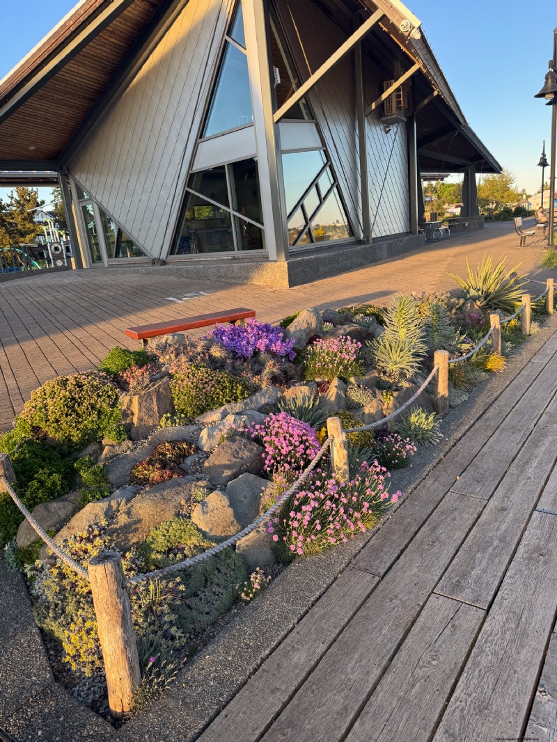 Coastal Crevice Garden Oasis: Cacti, Succulents & More in Comox, BC