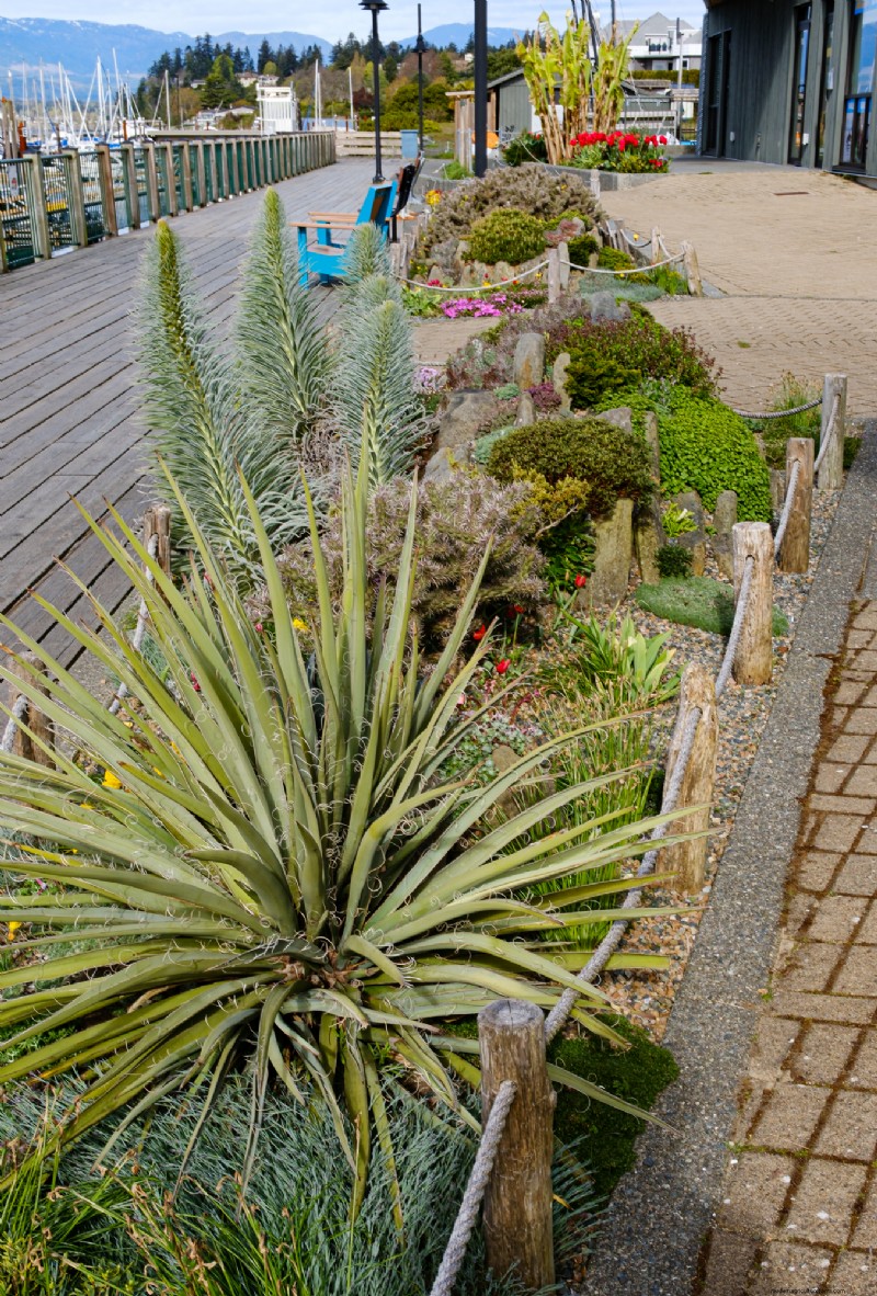 Coastal Crevice Garden Oasis: Cacti, Succulents & More in Comox, BC