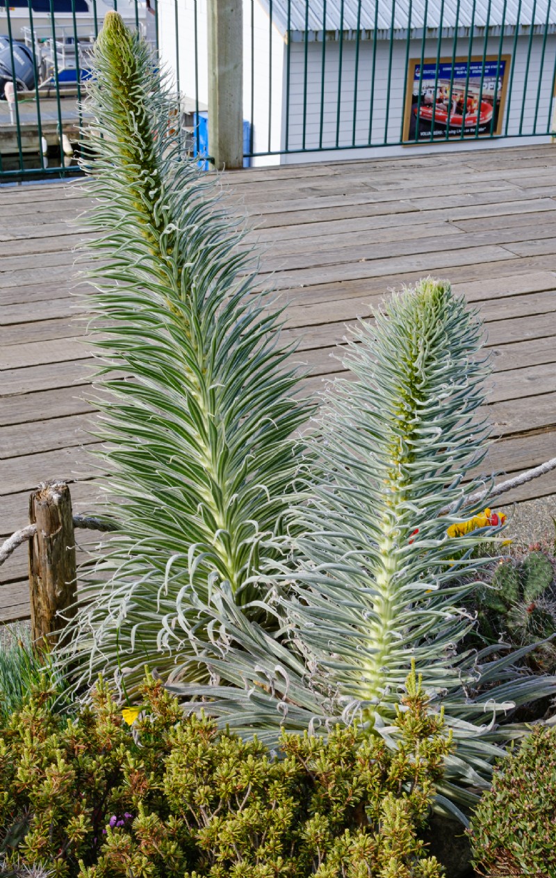 Coastal Crevice Garden Oasis: Cacti, Succulents & More in Comox, BC