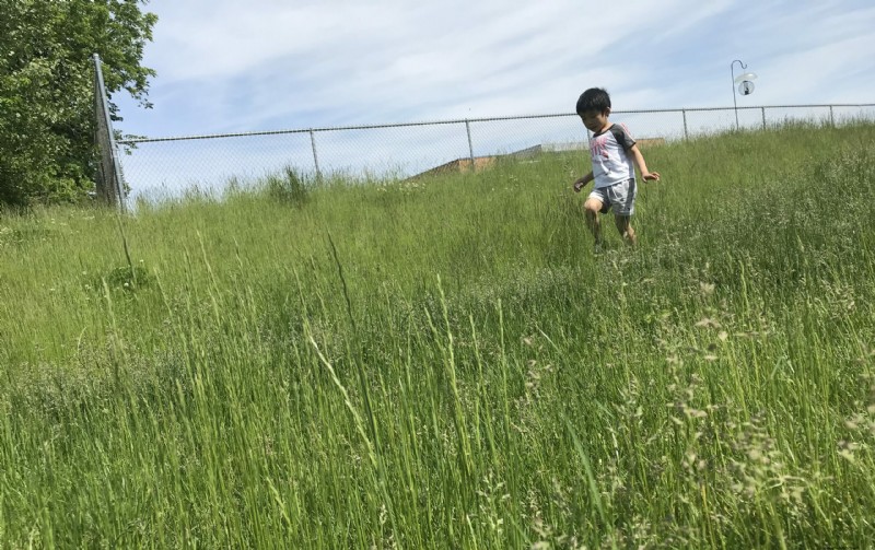 Iowa Garden Transformation: Seasonal Beauty in Zone 5b