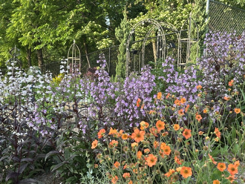 Iowa Garden Transformation: Seasonal Beauty in Zone 5b