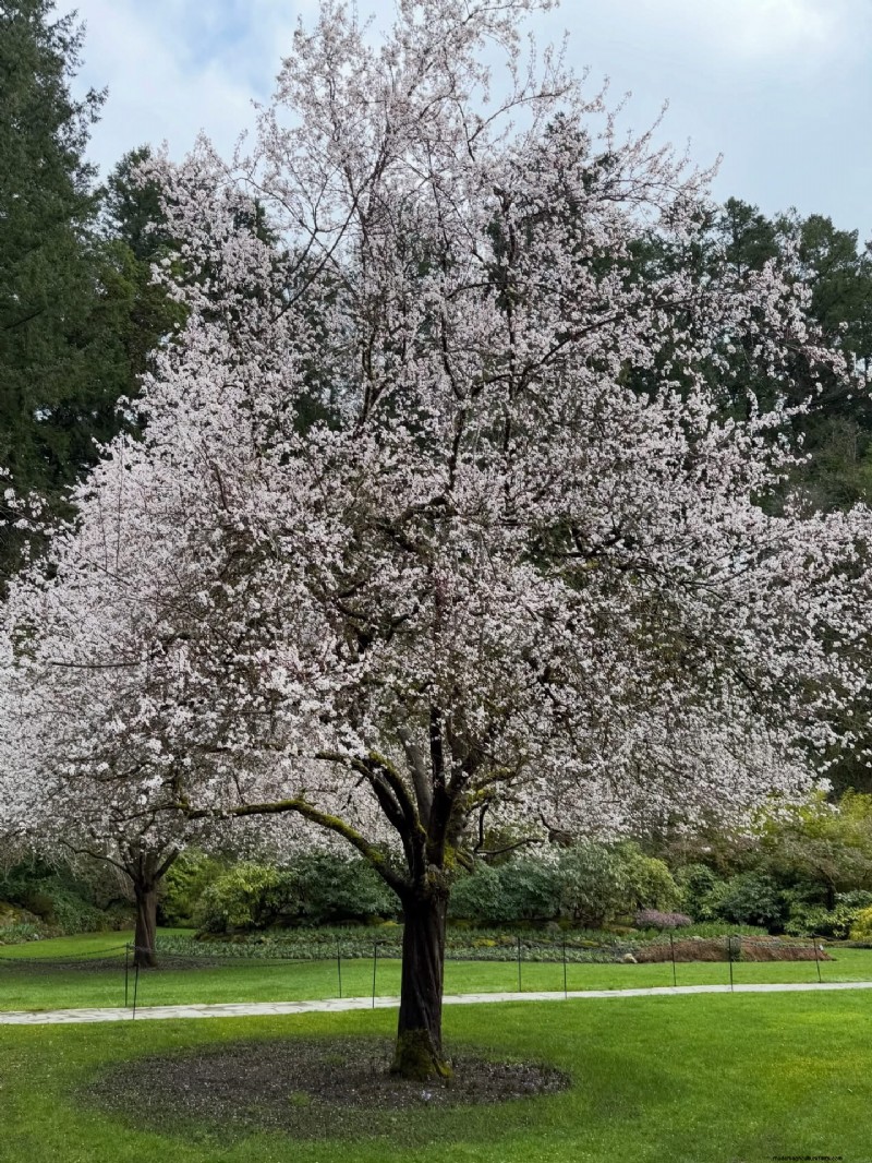 Butchart Gardens in Early Spring: A Lesson in Garden Structure
