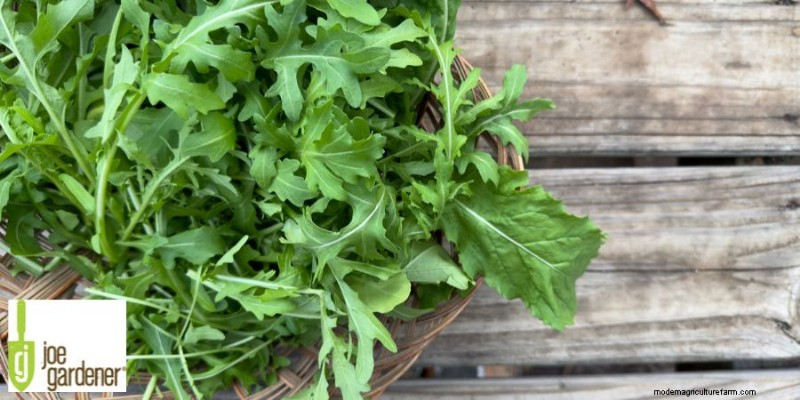 Right Plant, Right Place: A Gardener s Guide to Plant Success