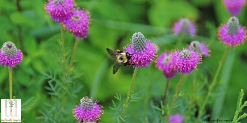 Native Plants for Your Landscape: A Guide to Attracting Songbirds & Pollinators