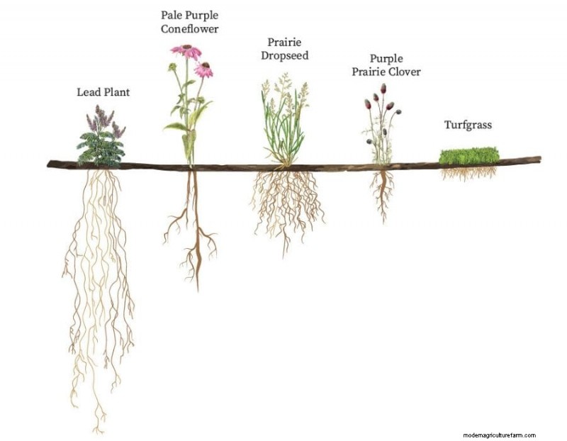 Native Plants for Your Landscape: A Guide to Attracting Songbirds & Pollinators