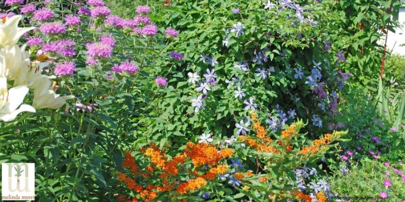 Native Plants for Your Landscape: A Guide to Attracting Songbirds & Pollinators