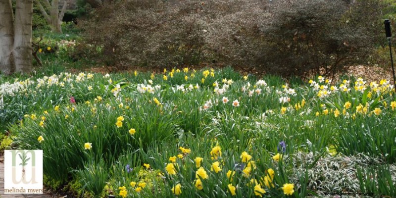 Shade-Loving Plants: A Guide to Thriving Gardens in Low Light
