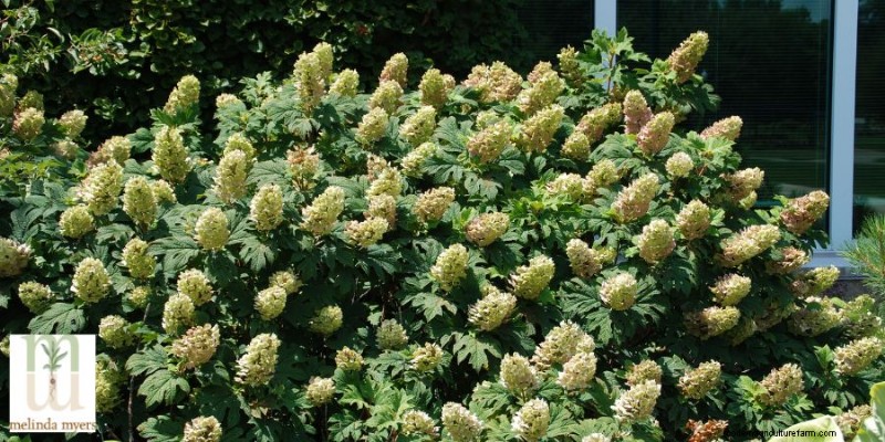 Shade-Loving Plants: A Guide to Thriving Gardens in Low Light