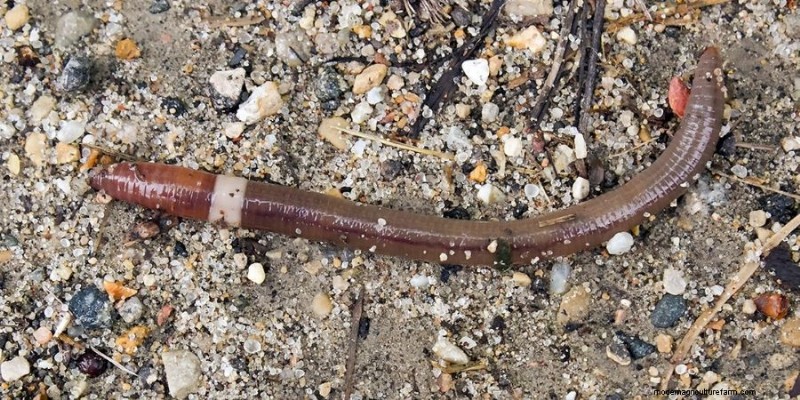 Earthworms: The Key to Healthy Soil & Thriving Gardens