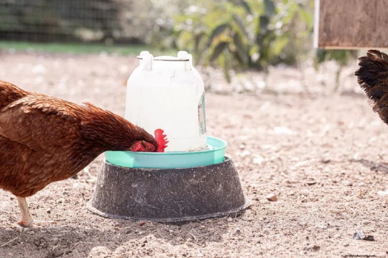 Essential Chicken Coop Supplies: A Comprehensive Guide for Flock Owners