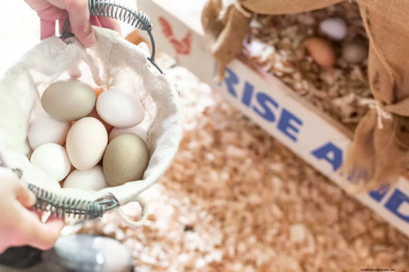Essential Chicken Coop Supplies: A Comprehensive Guide for Flock Owners