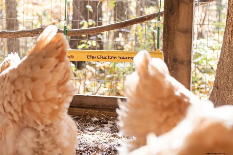 Essential Chicken Coop Supplies: A Comprehensive Guide for Flock Owners