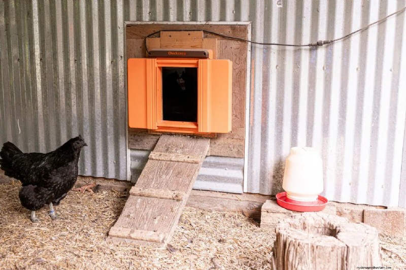 Essential Chicken Coop Supplies: A Comprehensive Guide for Flock Owners
