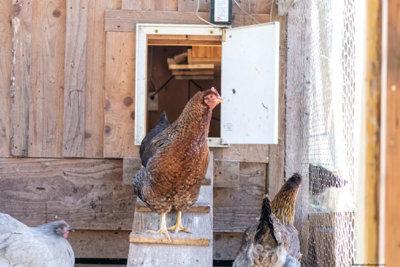Essential Chicken Coop Supplies: A Comprehensive Guide for Flock Owners