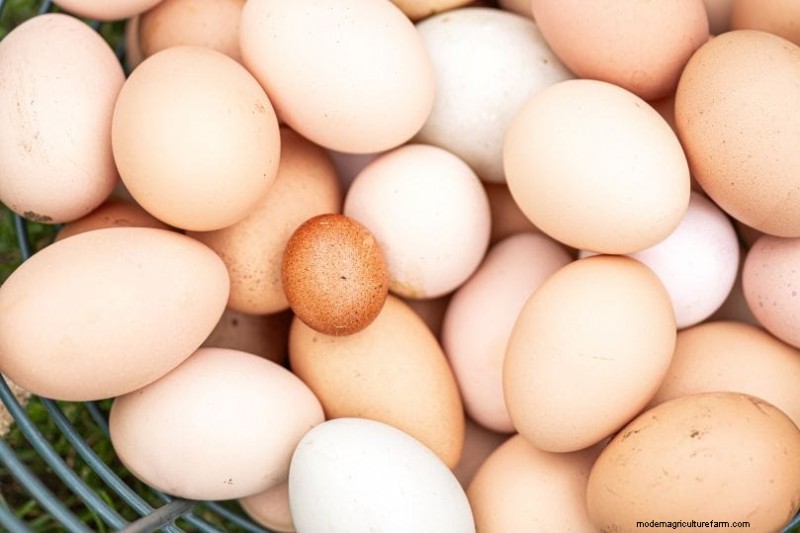 Decoding Your Chicken Eggs: A Guide to Hen Health