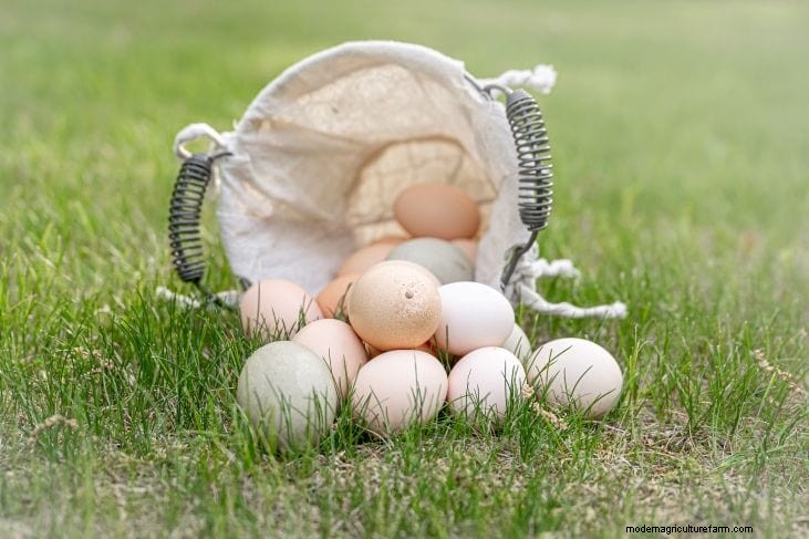 Decoding Your Chicken Eggs: A Guide to Hen Health