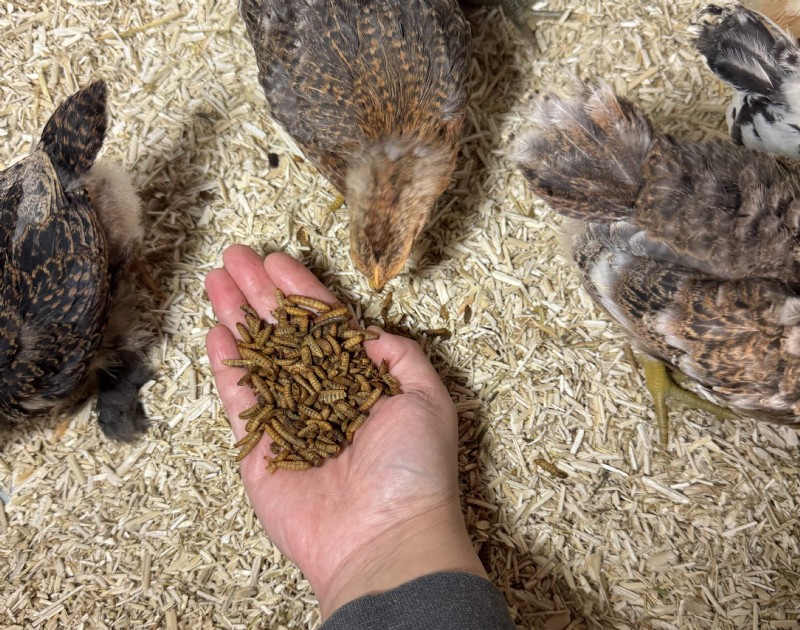 Seasonal Variations in Chicken Egg Flavor: What to Expect