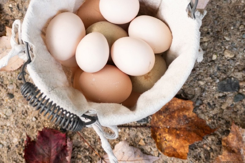 Seasonal Variations in Chicken Egg Flavor: What to Expect