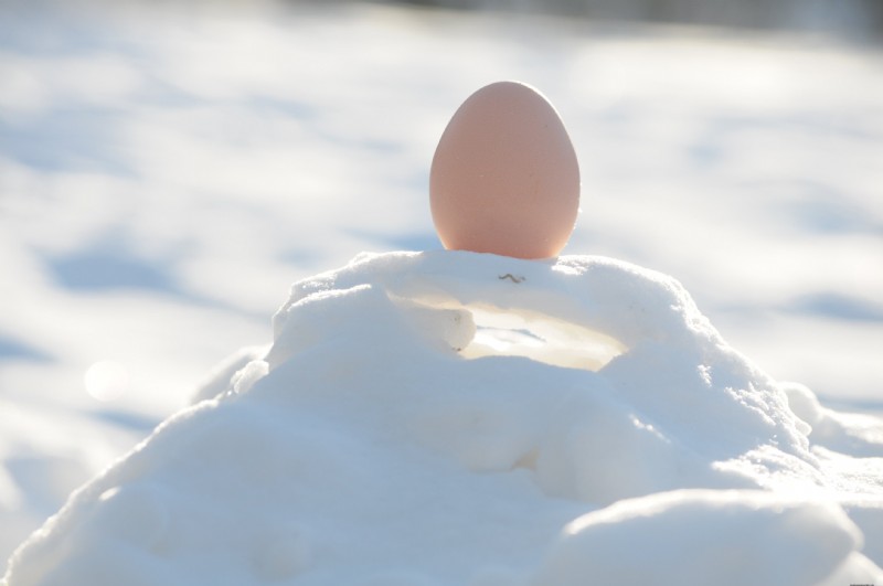 Seasonal Variations in Chicken Egg Flavor: What to Expect