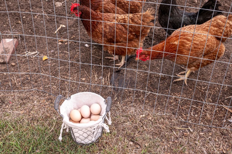 Seasonal Variations in Chicken Egg Flavor: What to Expect