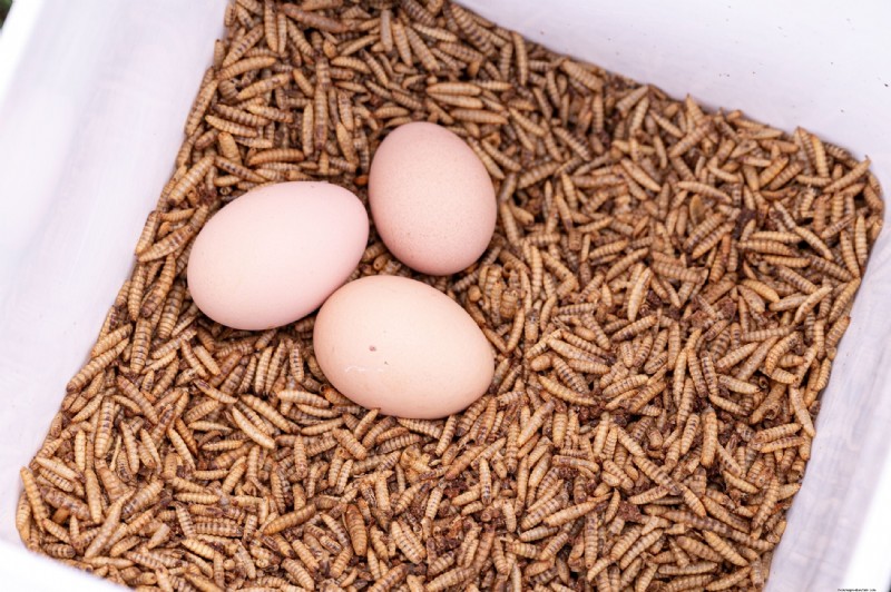 Seasonal Variations in Chicken Egg Flavor: What to Expect