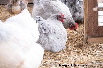 Reduce Chicken Stress for Optimal Egg Production: A Comprehensive Guide