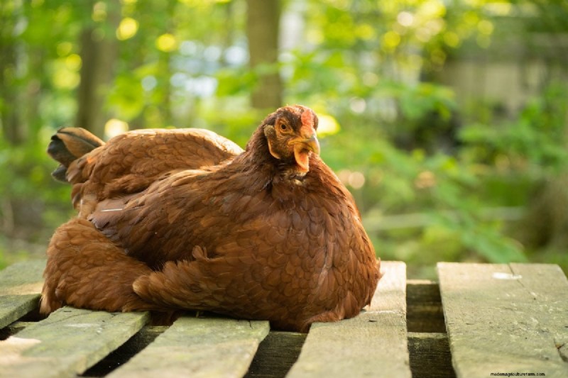 Reduce Chicken Stress for Optimal Egg Production: A Comprehensive Guide
