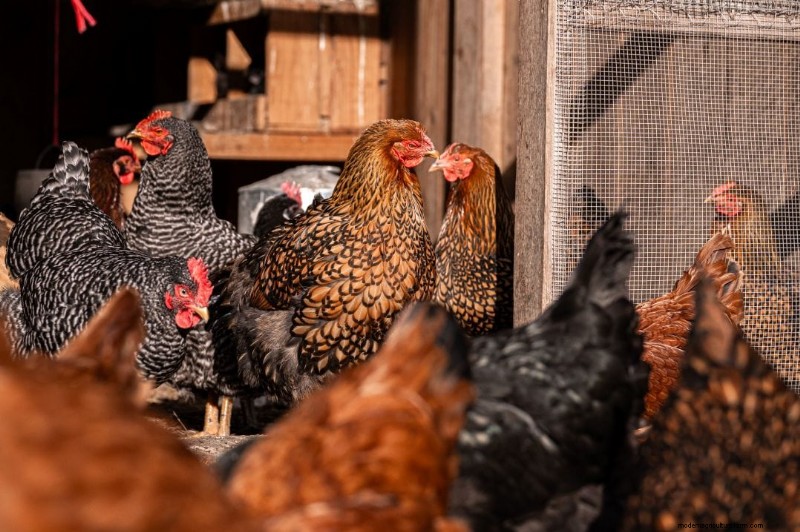 Reduce Chicken Stress for Optimal Egg Production: A Comprehensive Guide