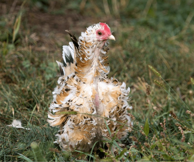 Reduce Chicken Stress for Optimal Egg Production: A Comprehensive Guide