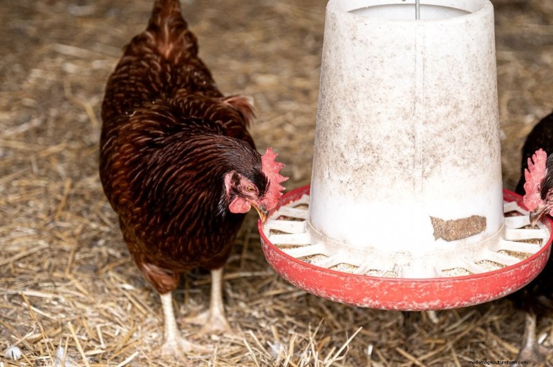 Reduce Chicken Stress for Optimal Egg Production: A Comprehensive Guide