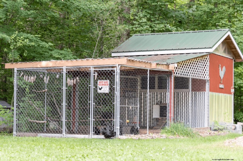 Reduce Chicken Stress for Optimal Egg Production: A Comprehensive Guide