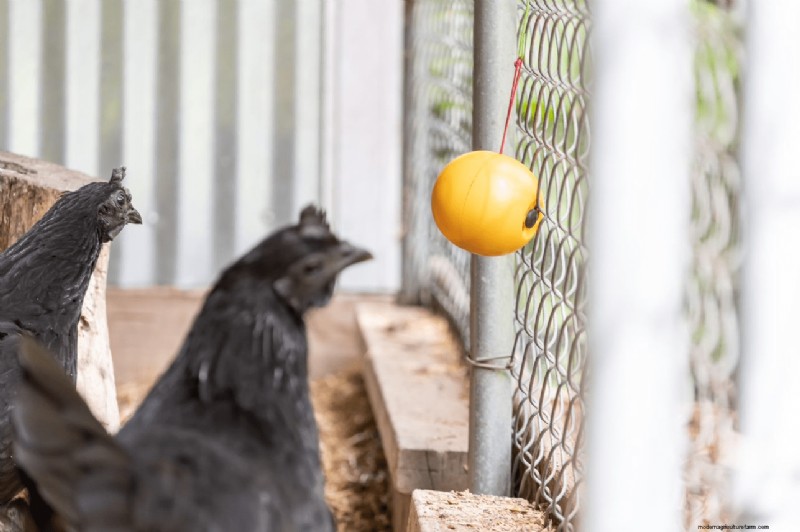 Reduce Chicken Stress for Optimal Egg Production: A Comprehensive Guide
