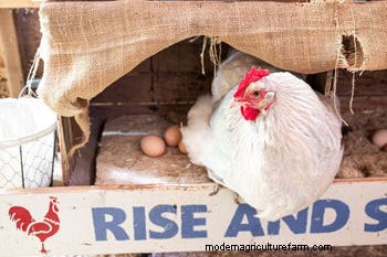 Hemp Nesting Pads for Chickens: Cleaner Coops & Easier Egg Collection