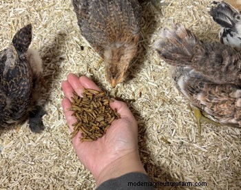 Grit & Grubs: Essential Treats for Healthy Chickens - Grubbly Farms