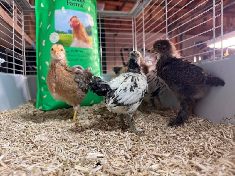 Grit & Grubs: Essential Treats for Healthy Chickens - Grubbly Farms