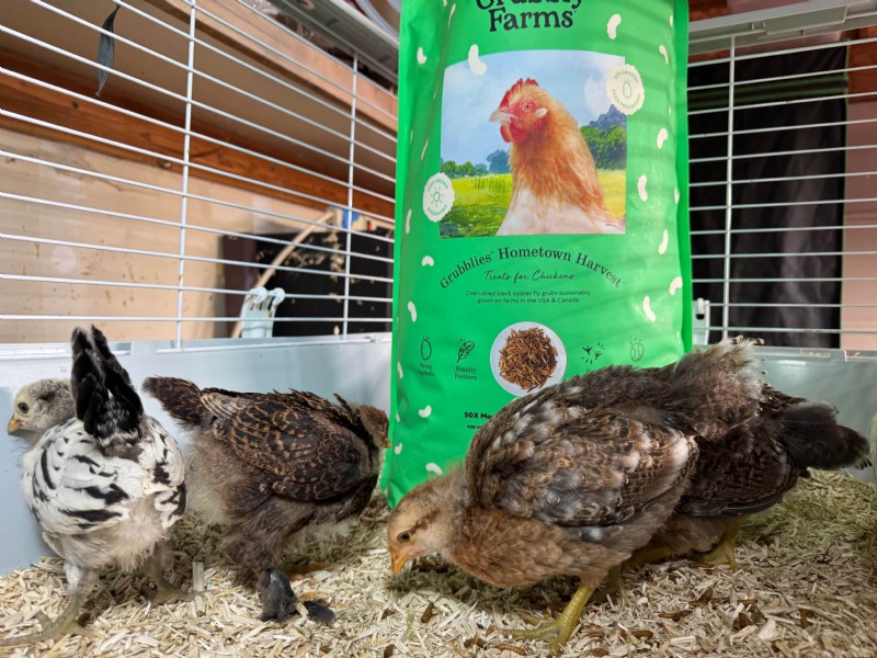 Grit & Grubs: Essential Treats for Healthy Chickens - Grubbly Farms