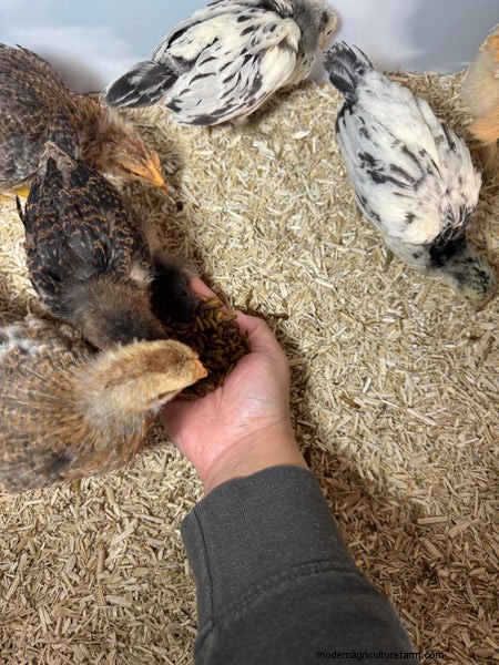Grit & Grubs: Essential Treats for Healthy Chickens - Grubbly Farms