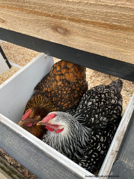 DIY Chicken Nesting Boxes: Build a Comfortable & Safe Space for Laying
