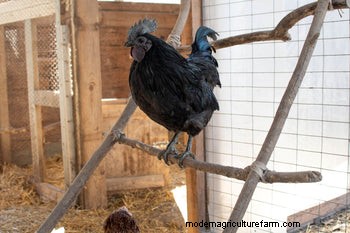 Chicken Roosting: A Comprehensive Guide to Behavior & Setup