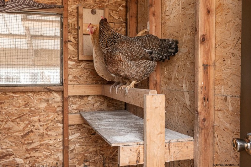 Chicken Roosting: A Comprehensive Guide to Behavior & Setup