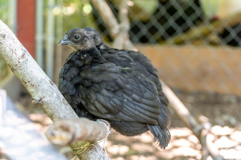 Chicken Roosting: A Comprehensive Guide to Behavior & Setup