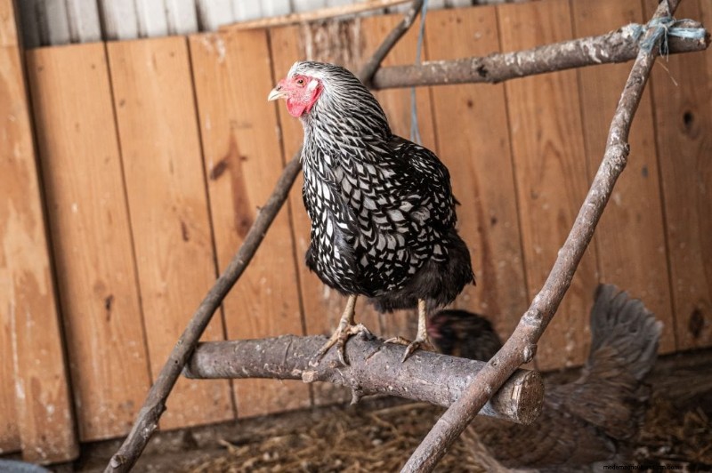 Chicken Roosting: A Comprehensive Guide to Behavior & Setup