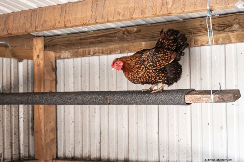 Chicken Roosting: A Comprehensive Guide to Behavior & Setup
