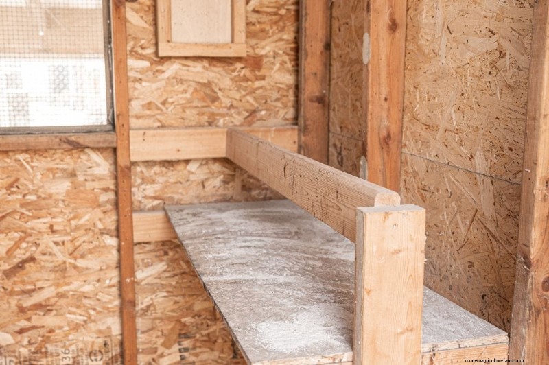 Chicken Roosting: A Comprehensive Guide to Behavior & Setup