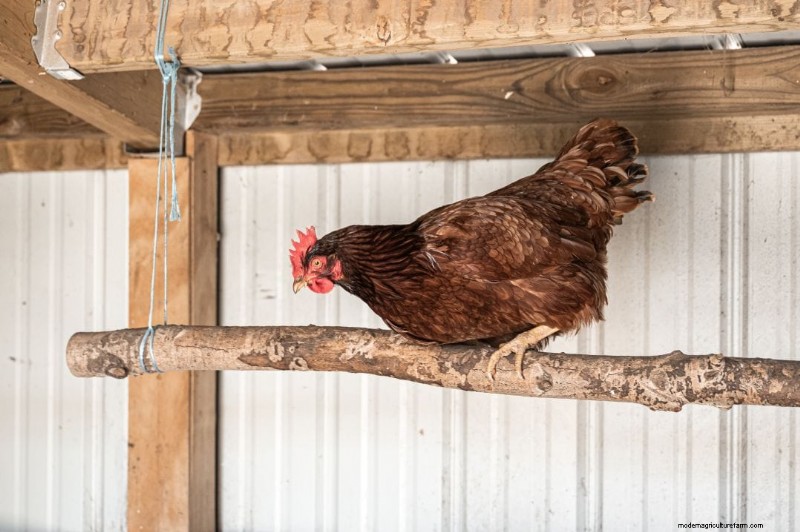 Chicken Roosting: A Comprehensive Guide to Behavior & Setup