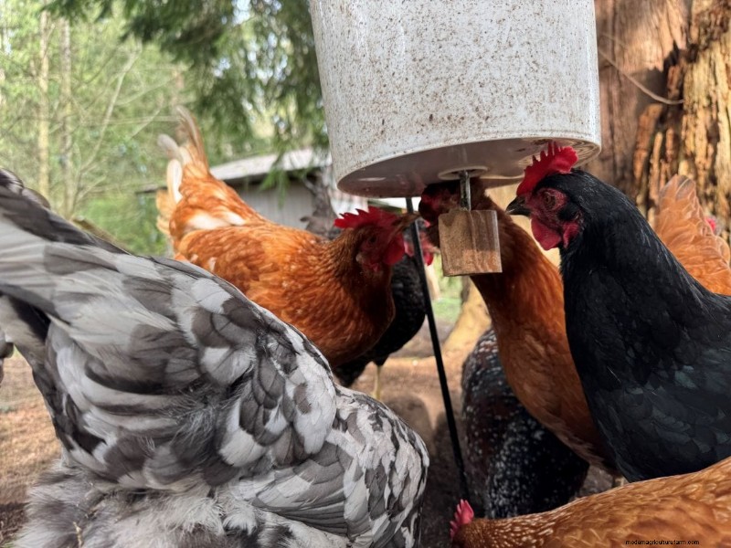 Rat-Proof Chicken Feeder: A DIY Guide for Secure Feeding